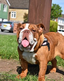 Puppy learns to sit English bulldog