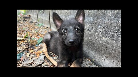 I Brought Home A Homeless Innocent German Shepherd Puppy On The Street