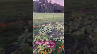 Garden pre & post Hurricane Nicole #garden #gardening