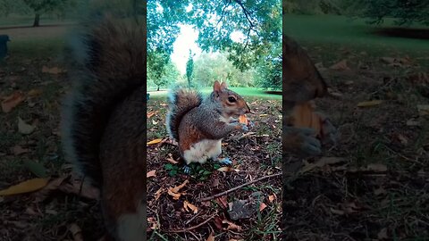 Video of squirrel and its activities to pay attention,#shorts,#squirrel,#animal,#animallover,#yt