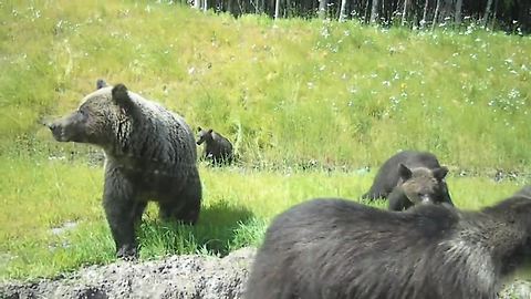 Curious Pack Of Bears Wander Up To Motorists On Russian Highway