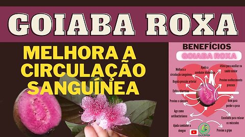 GOIABA ROXA | MELHORA CIRCULAÇÃO SANGUÍNEA + ONZE BENEFÍCIOS PARA A SUA SAÚDE