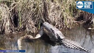 VIDEO: Gator eats python in Everglades National Park