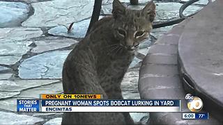 Pregnant Encinitas woman spots bobcat lurking in yard