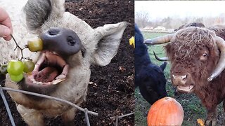 Pears, Pigs, Pumpkins, and the POOP that Makes them GROW!