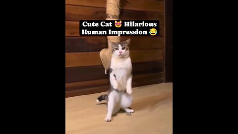 Cute cat 😻 Hilarious Human Impression. 🤣