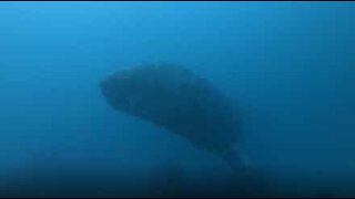 Majesteetillinen harmaavalas yllättää sukeltajat Kaliforniassa