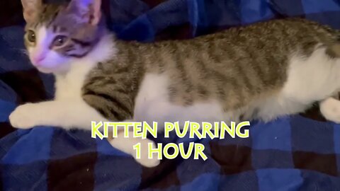This Kitten Purrs For 1 Hour Straight!