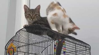 Cat climbs on birdcage. Gets pecked in paw.