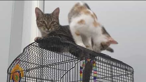Cat climbs on birdcage. Gets pecked in paw.