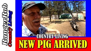 Additional Idaho Pasture Pig Arrives On The Homestead