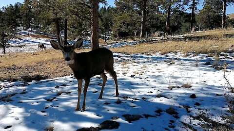 Young Buck Mule Deer Walks Right Up Towards Us