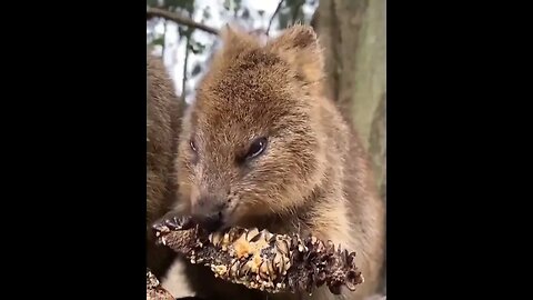 Cute funny Quokka -142