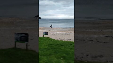 Walking Greyhound on the Beach.