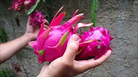 pitaya como colher frutas doces e dicas de cultivo adubação local ideal e polinização