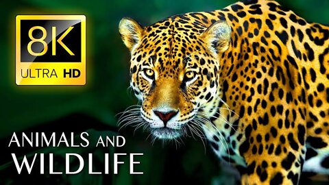 Animals Of The World 4K - Scenic Wildlife Film With Calming Music - 4K Video ULTRA HD