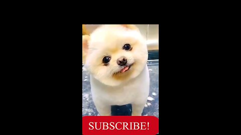 Cute Puppy video ️ _ Funny Puppy Video 🤣 @26_Full-HD