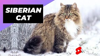 Siberian Cat 🐶 One Of The Most Expensive Cat Breeds In The World #shorts
