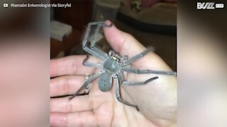 Un ragno gigante cammina indisturbato sul suo braccio