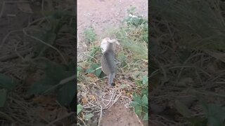 Baby Cat 🐱 Bullied by other Cat #shorts #funny #funnycats #shortvideo #cat #catstagram #cats