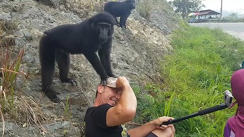 Crazy Monkeys! Are Black macaques Friendly?
