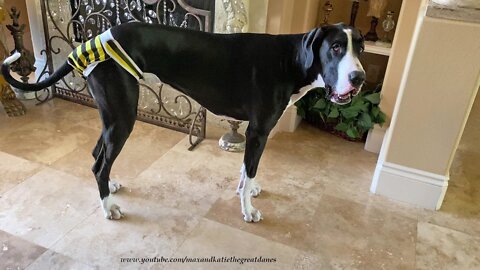 Funny Great Dane Shows Off Her Bumble Bee Heat Panties To The Cat