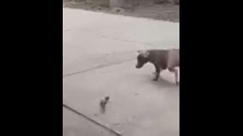 See how the baby chicken makes run the dog