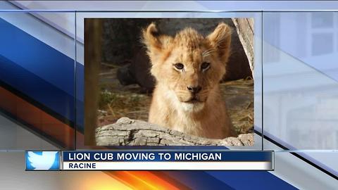 Lion cub moving to Michigan