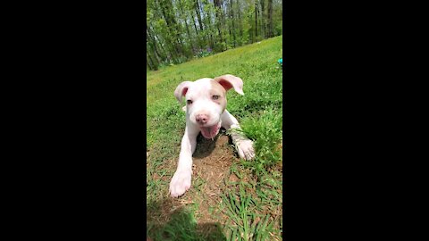 Goku the pitbull puppy and 4 wheelers