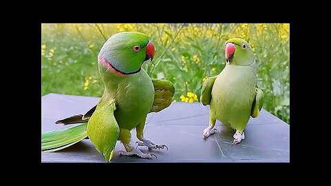 Ringneck Parrot Videos Compilation