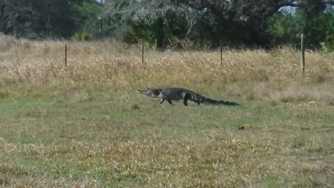 Today 3/7/22 at 4:10pm - first gator migration for breeding season of the year. Venus Ranch.