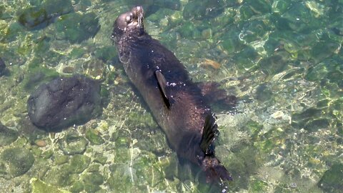 Giant sea lion comically laughs while lounging in tide pool