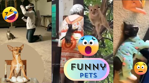 Funny Cat Reaction to Puppies [Kitty sees them for the First Time]#shorts#trending#funny#animal#cute