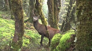 Deer mass-poisoned - Taihape farmer speaks out