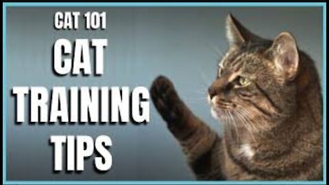 Basic Cat Training Tips(Fast Result)