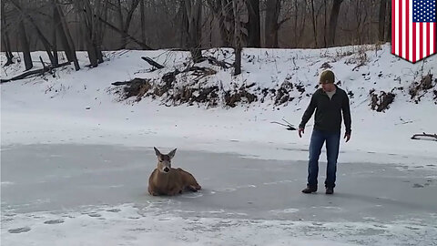Buck rescue: family saves deer stuck on frozen lake in Indiana - TomoNews
