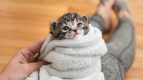 5 Ways to comfort a kitten