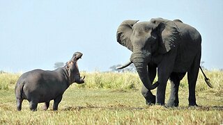 hippos baby in the zoo