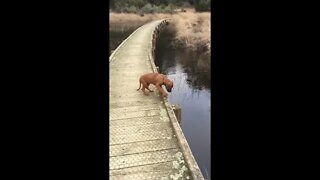 Beautiful, Bold, Rhodesian Ridgeback Puppy, Mister Brown