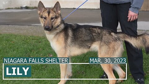 "Lily" 1.5yr shepherd at shelter since November! | SPCA Long Timers