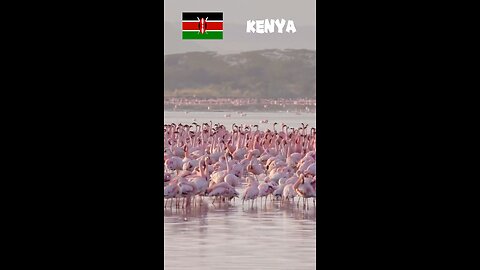 Lake Nakuru National Park kenya🇰🇪😱🦩🦓🐒🦌🦒🦏😱