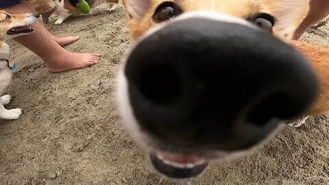 Corgi Day at Port Beach