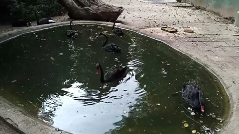 Black swans hunting for small fish in the pond. 😋