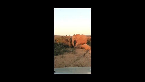 Close elephant encounter!