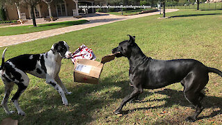 Great Danes deliver box full of Christmas gifts