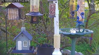 Florida Bird Feeder Live Camera HD