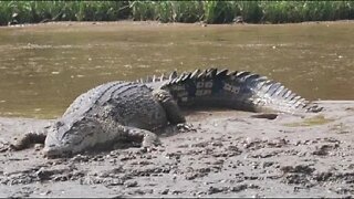 Buaya sungai besar || panik gak panik #shorts