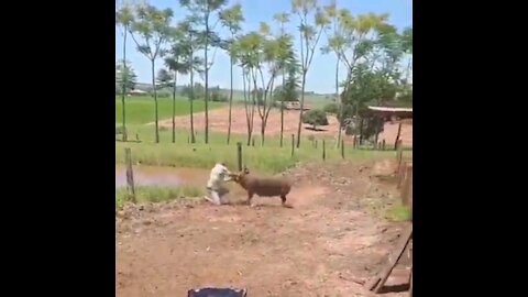 Aggressive Pig Attacks Owner