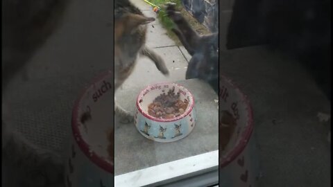 Cat fight over the food, hilarious