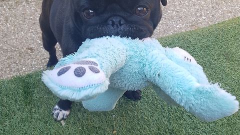 Pug takes favorite toy with him for walk